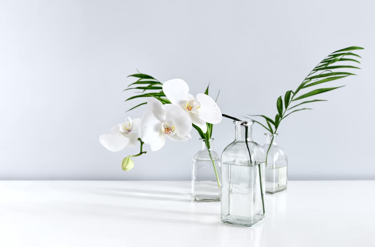 vaso di orchidea trasparente