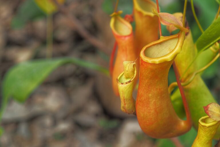 Nepenthes: todo lo que necesitas saber sobre la planta de urnas carnívoras