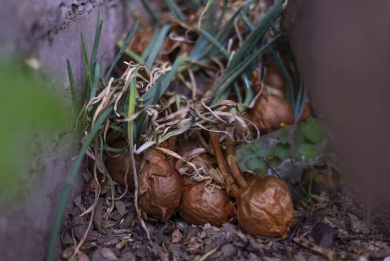 Mosca de la cebolla: tratamientos naturales contra esta plaga del jardín