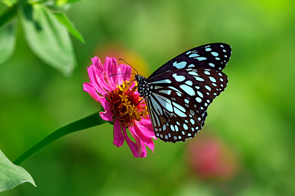 piante uccelli insetti animali farfalla