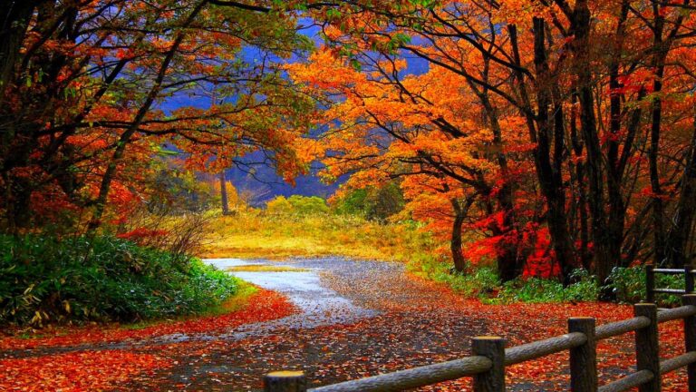 15 árboles para plantar para los magníficos colores del otoño