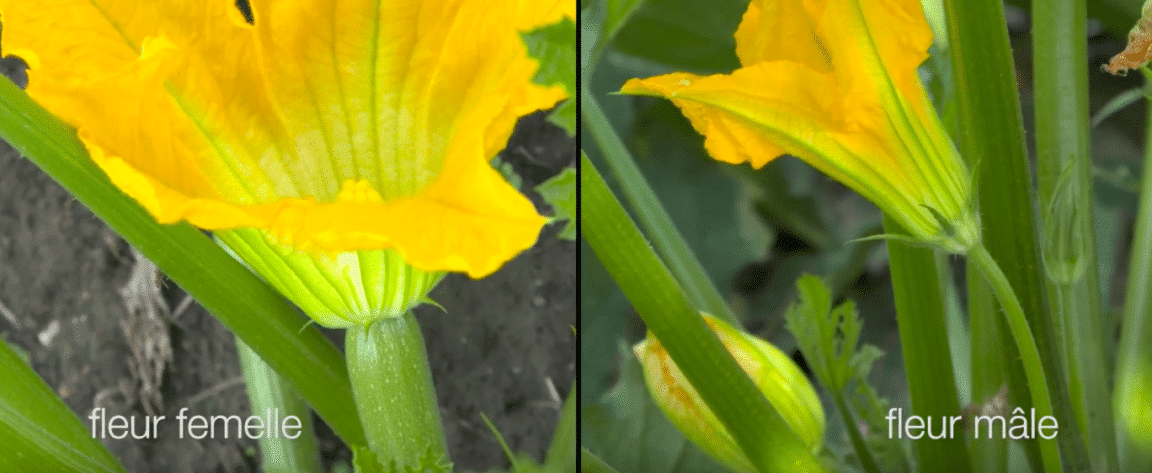 flor de calabacín macho hembra