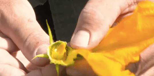fiore di zucca maschio femmina