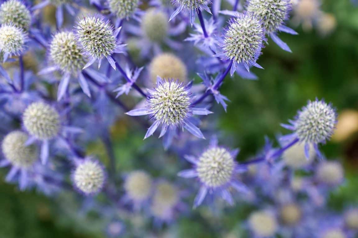 fiore di cardo blu