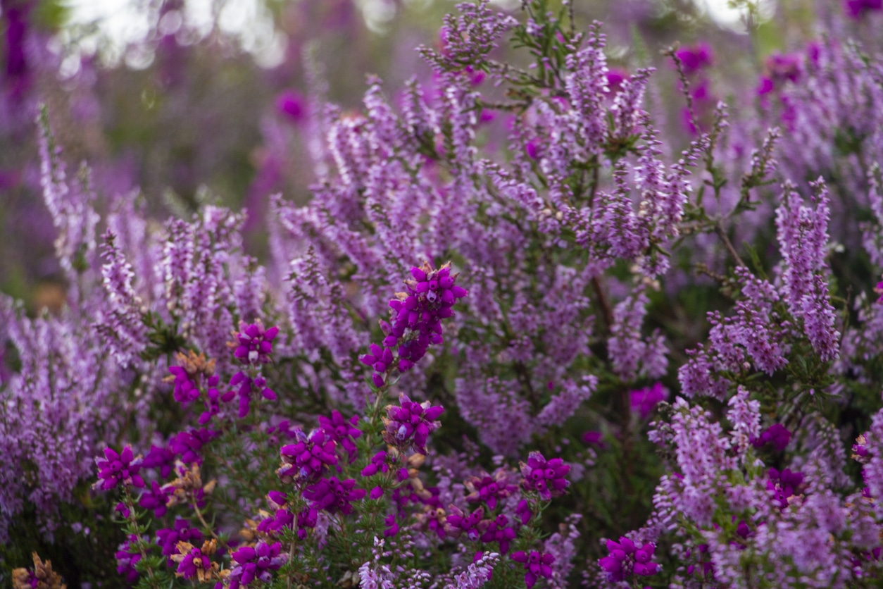 giardino d'inverno di erica viola