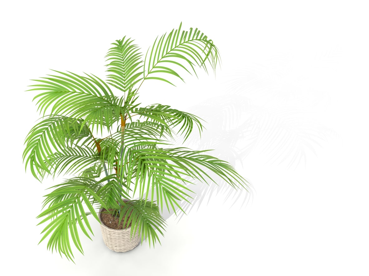 palmera de bambú Rhapis excelsa humedad