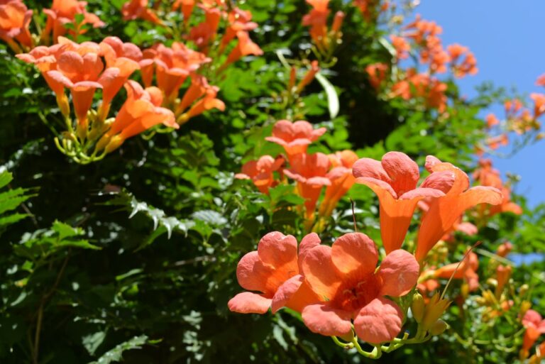 Bignone o jazmín de Virginia: ¿cómo cultivar esta fragante planta trepadora?