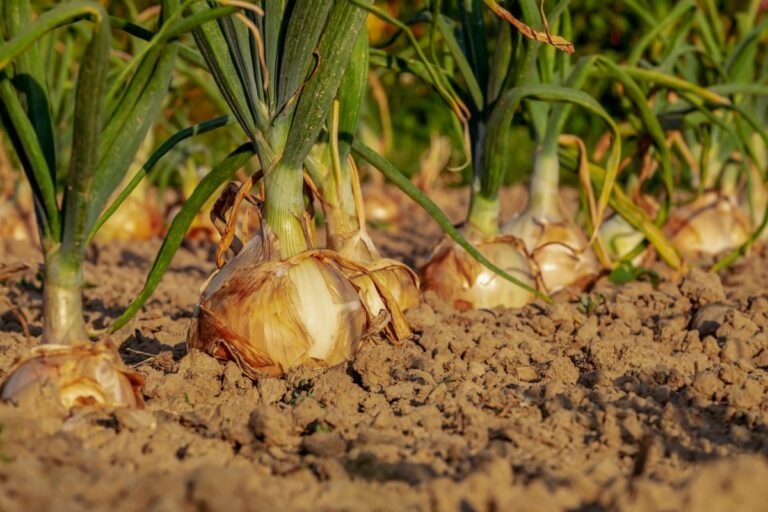 Cebolla: cómo plantarla, cultivarla y cosecharla