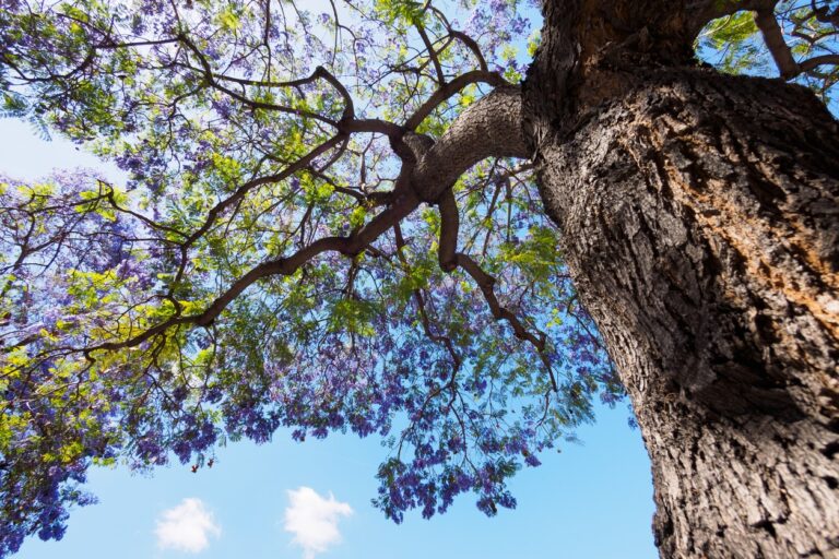 Jacaranda: planta y cuida este magnífico árbol florido