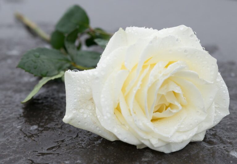 10 variedades de rosas blancas para crecer en tu jardín