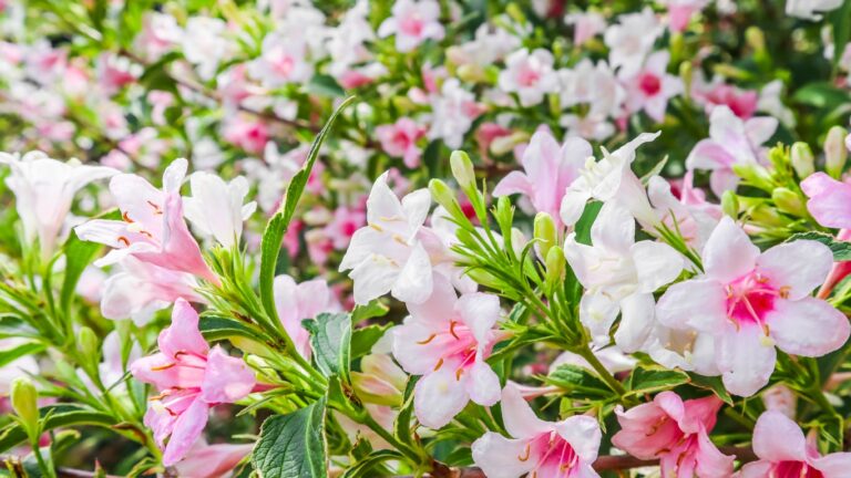 10 de los arbustos con flores más bonitos para camas de colores