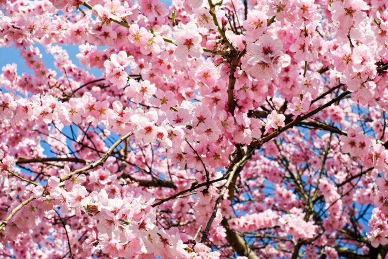 Cerezo en flor: los cerezos más bonitos de Japón