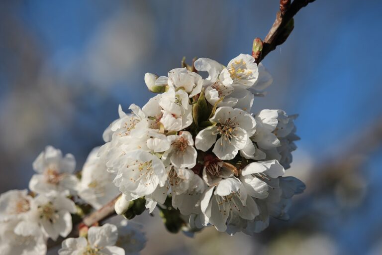 8 cosas que hay que saber sobre los cerezos!