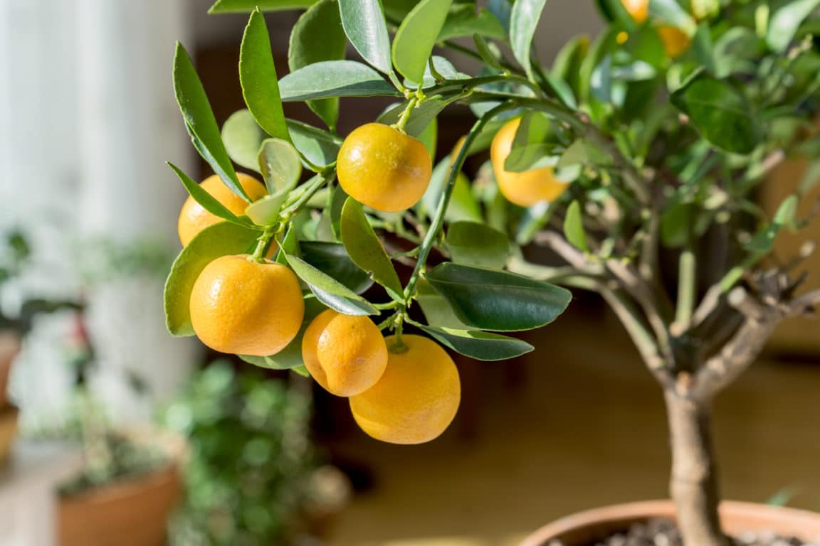 albero da frutto di arancia nana