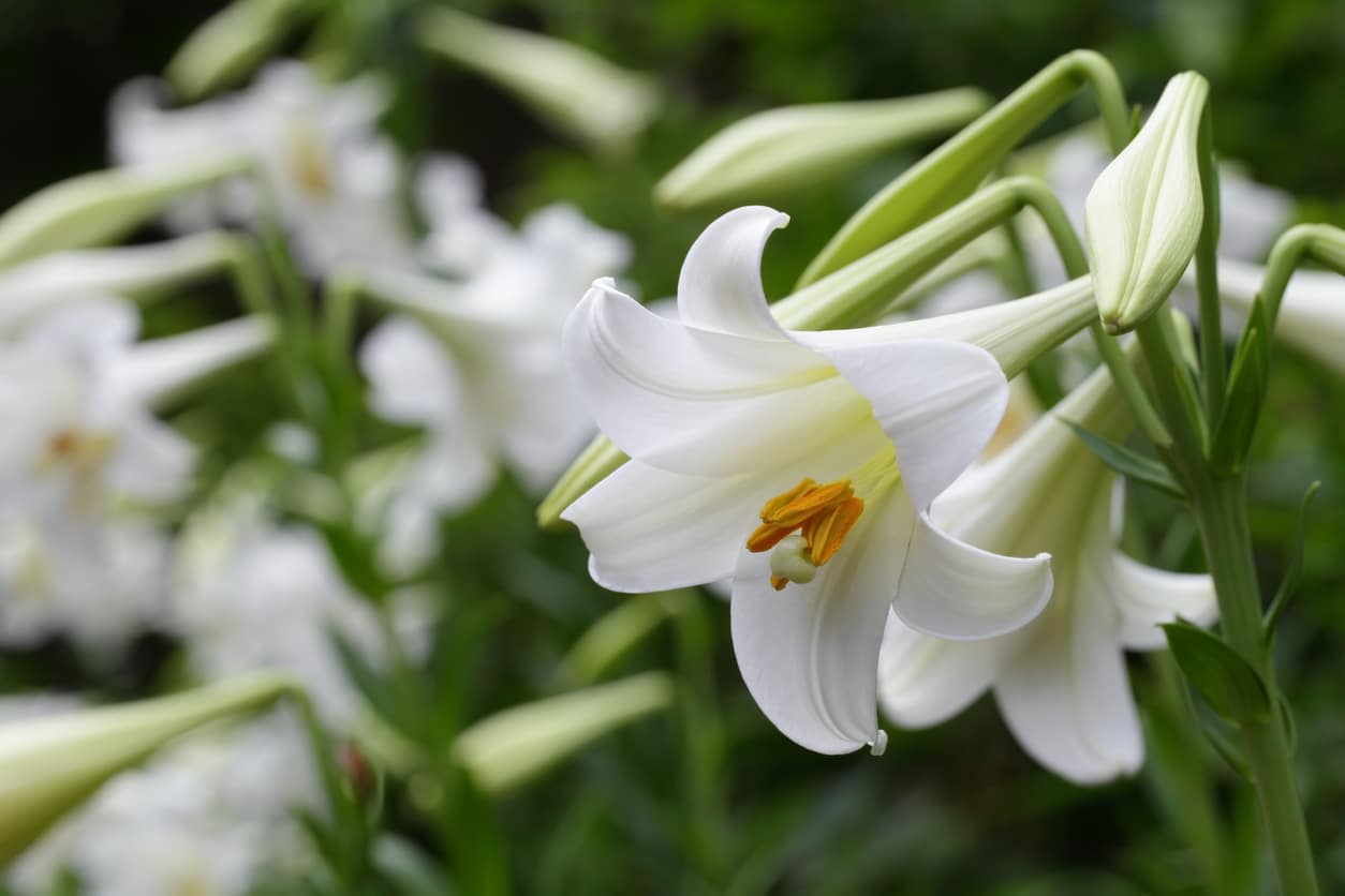 flor de lirio blanco