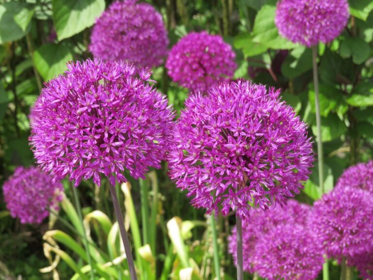 Ajo ornamental «Purple Sensation»: una espléndida planta perenne morada