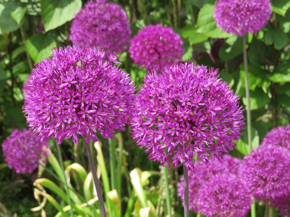 ajo ornamental Purple Sensation allium