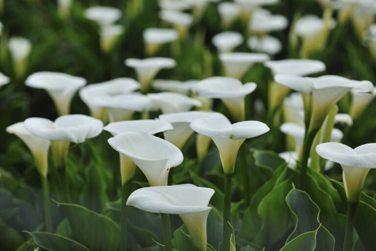 10 de las flores blancas más bonitas para adoptar en el jardín