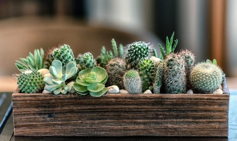 Jardín de cactus interior: 5 pasos esenciales para crear un bonito jardín de cactus