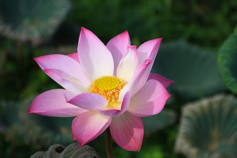 Lotus: ¿cómo hacer crecer esta planta acuática?