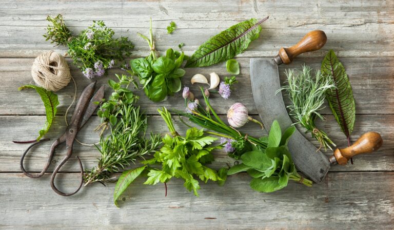 Plantas aromáticas: 10 aromáticas para cultivar y cocinar