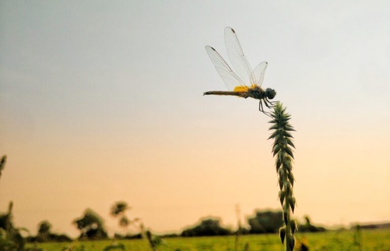 Libélula: ¿cómo atraer a este insecto que elimina a los mosquitos?