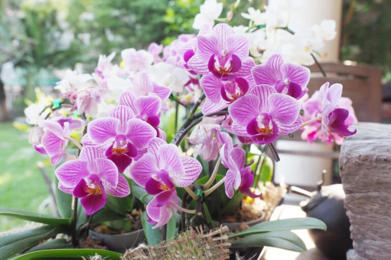 Los secretos de fitness de una orquídea marchita