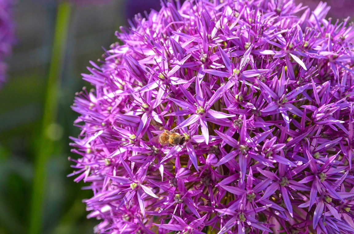 aglio ornamentale Purple Sensation allium