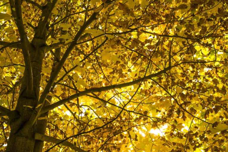 3 árboles con follaje dorado para ver en otoño