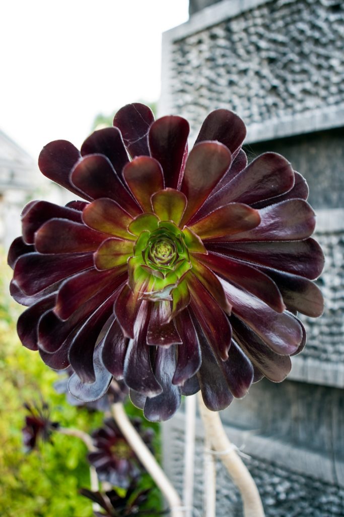 flores negras de Aeonium