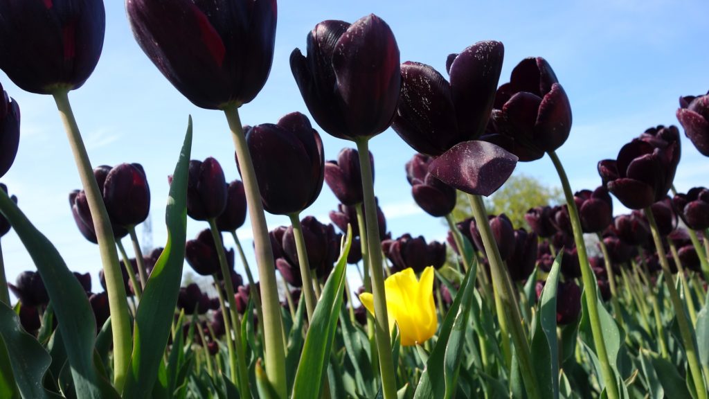 flores de tulipán negro