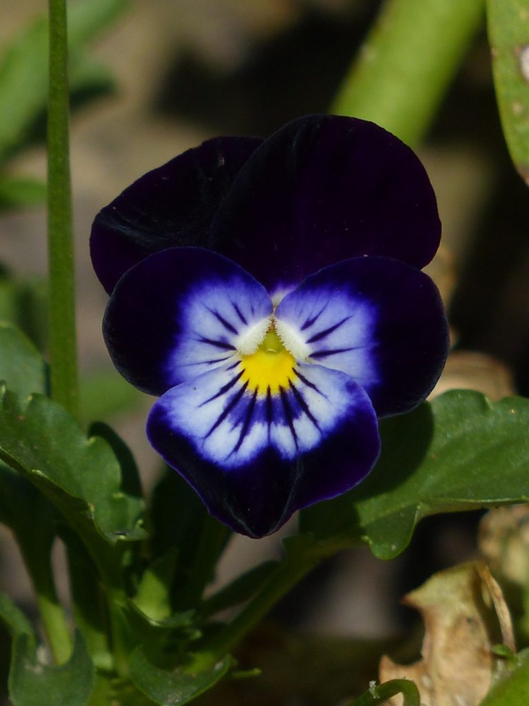 fiori di viola del pensiero nero