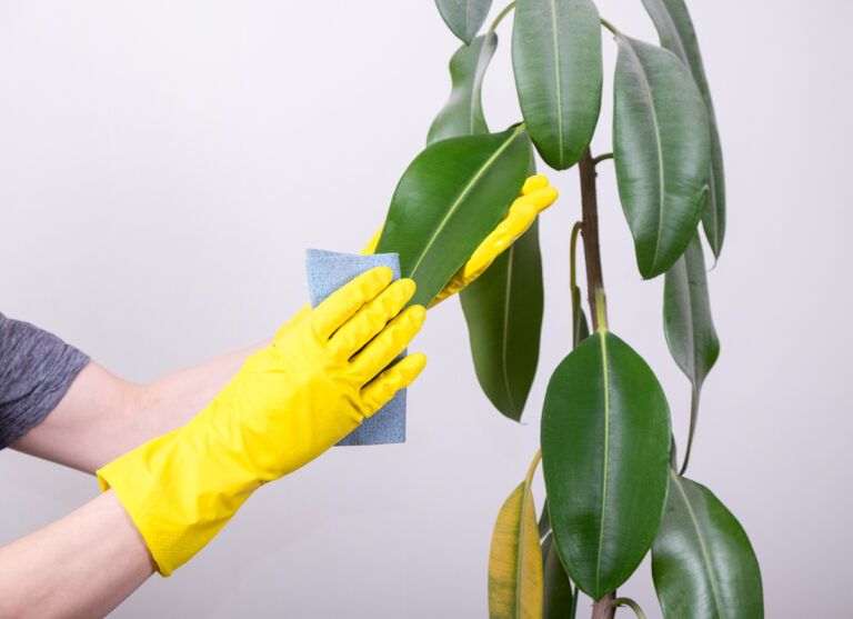 Polvo y plantas: limpieza de las hojas de las plantas verdes