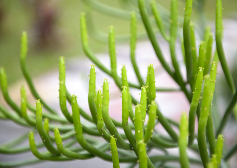 Euphorbia tirucalli: ¿cómo cultivar la planta del lápiz?
