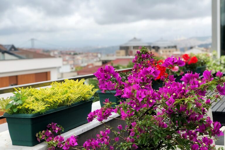 ¿Qué plantar en tu balcón orientado al sur?