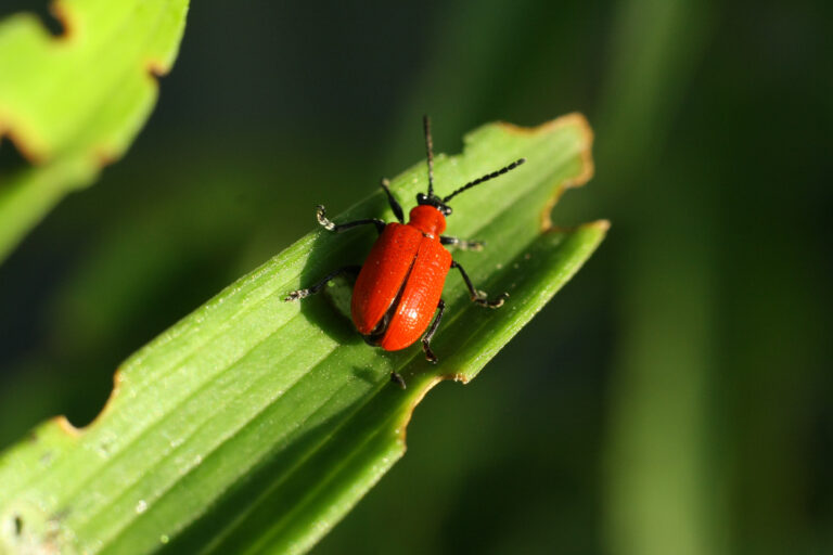 Escarabajo de lirio: ¿cómo detectar y eliminar esta plaga?