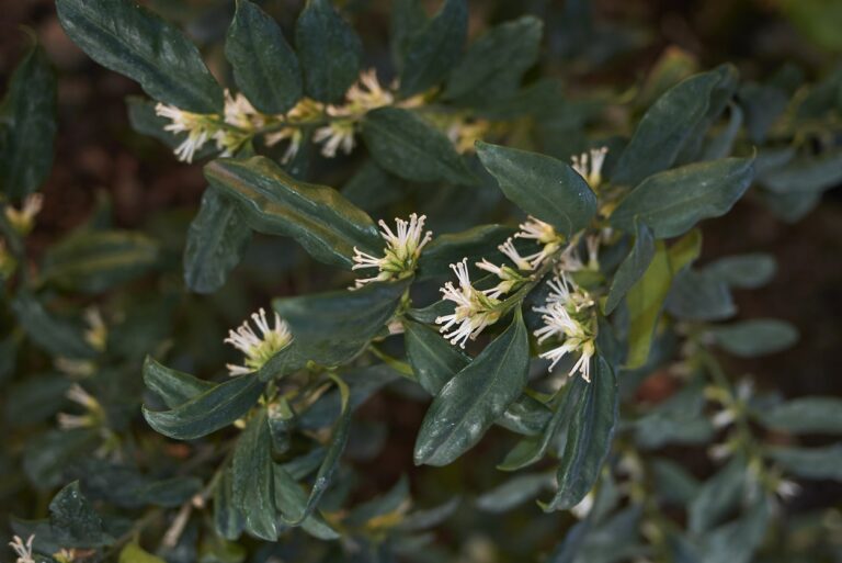 Sarcococca: cultivo este arbusto con flores fragantes en pleno invierno