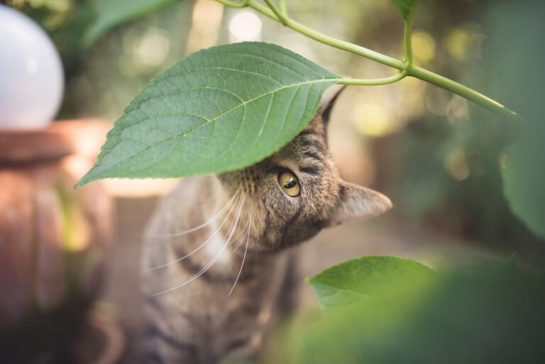 10 plantas peligrosas para los gatos
