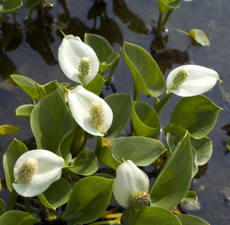 Arum de pantano «Calla palustris»: ¿cómo hacer crecer el arum acuático?