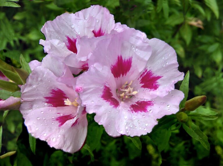 Clarkia: consejos para hacer crecer una flor para el jardinero principiante