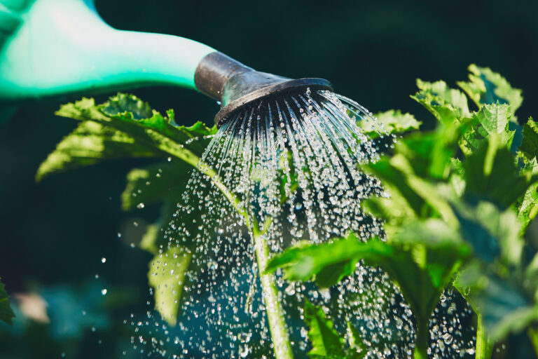 Verano: 5 formas de regar el jardín según tus necesidades