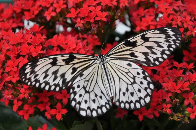 Mariposas: 10 especies comunes de jardín