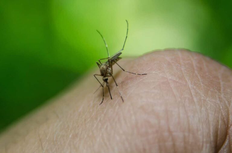 Las mejores plantas y técnicas naturales para alejar a los mosquitos