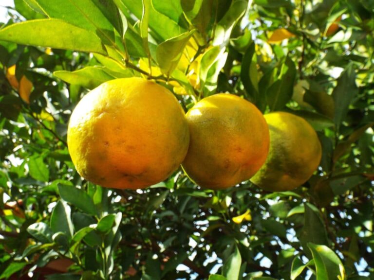 Árbol de bergamota: ¿cómo hacer crecer el árbol de bergamota?