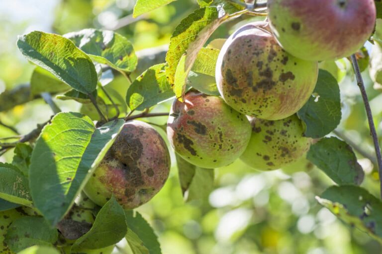 Costra: lucha contra la enfermedad fúngica de los árboles frutales