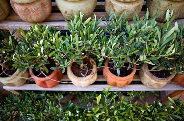 Olivo en maceta: ¿cómo plantar y mantener un olivo en maceta?