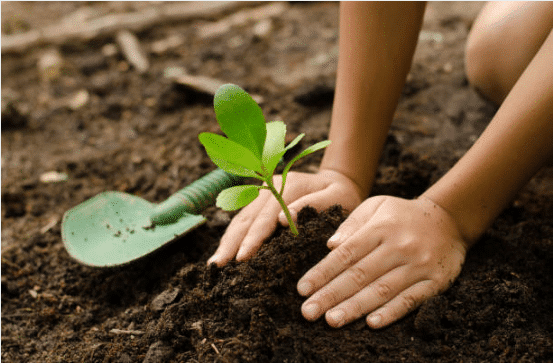 5 consejos de jardinería que debe conocer