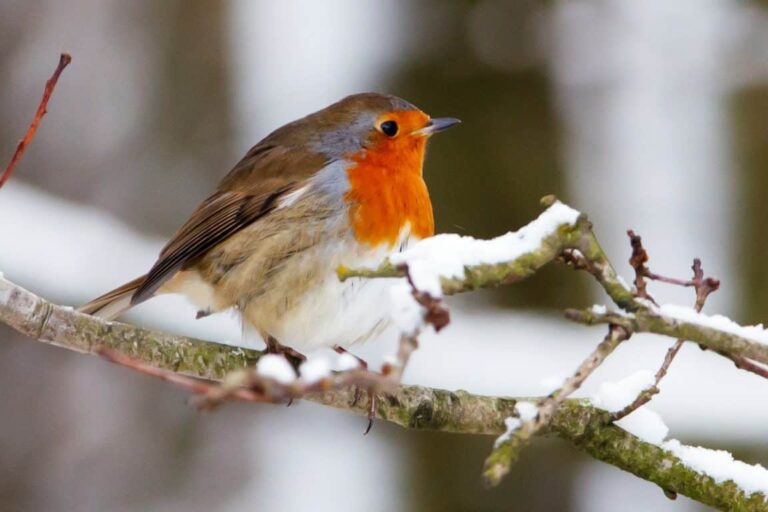 Alimentar a los pájaros en invierno: ¿con qué, cuándo y cómo?