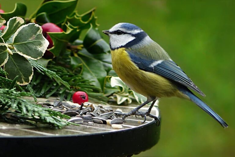 16 pájaros de jardín para acoger en invierno