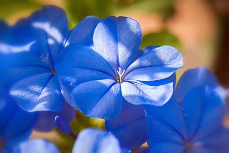 Flores azules: ¡10 variedades para un jardín totalmente azul!